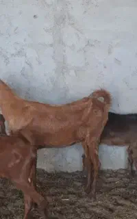 بز دوقلوزا ابستن با دوکهره بزرگ
