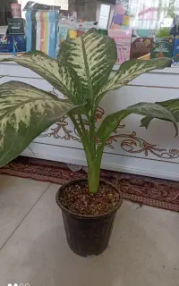 انواع گل گیاه آپارتمانی