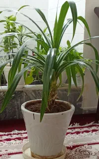 فروش گل