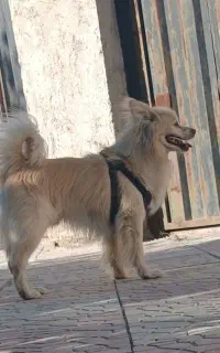 سگ اشپیز