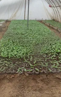 نشا گل کلم