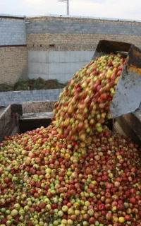 خرید سیب پادرختی و گردو