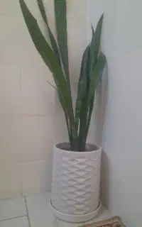 گل با گلدان