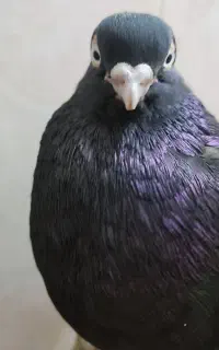 کبوتر