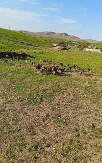 100عدد بوقلمون برنز 5ماهه