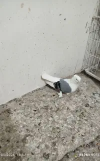 سوز بوشهری