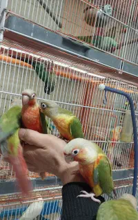 گرین جوجه دررنگبندی مختلف ازسرلاکی تابالغ
