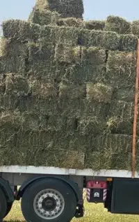 چین اول بدون علف