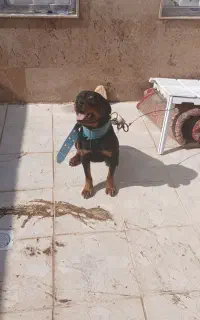 سگ‌جوان‌واگذاری‌‌۱۴ماهه‌نر