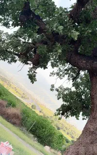 فروش جو