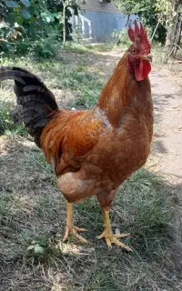 خروس