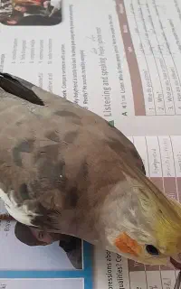 عروس هلندی گمشده در محدوده هِی هِی