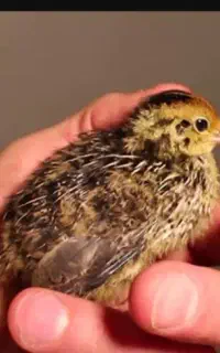 بلدرچین ۱۵ روزه سالم