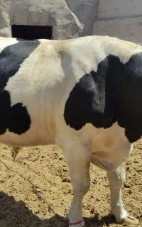 گوساله نر
