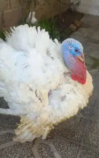 بوقلمون گوشتی جهت نذر و قربانی