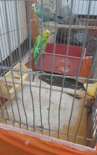 مرغ عشق