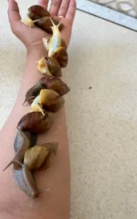 فروش خزنده