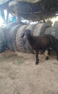 بره ماده