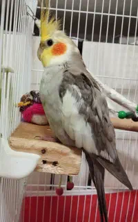 عروس هلندی گمشده