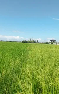 کود ارگانیک طبیعی جایگزین عالی اوره و کود شیمیایی