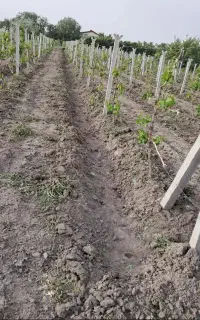 کارگر بیل زنی باغبانی ترپان زنی با تجربه کار بلد