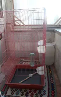 قفس عروس