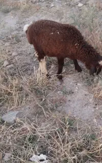 بره شیر مست ماده شیک   قیمت ۱۷میل