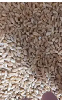 گندم جو بذری
