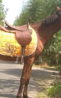 اسب کره عرب