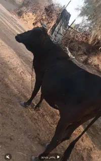 گاو