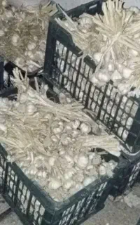 سیر محلی دانه درشت ..