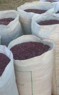 فروش عمده لوبیا قرمز