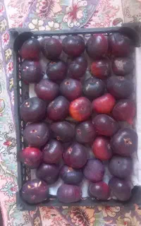 انجیر سیاه درشت پلدختر