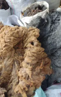 پشم گوسفند