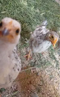 جوجه گلپایگانی‌اصل