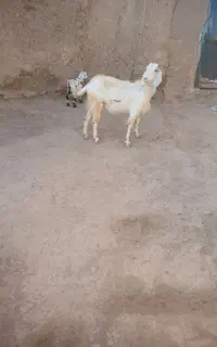 بز فروشی
