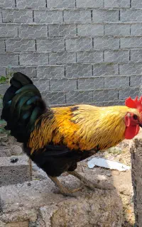 خروس