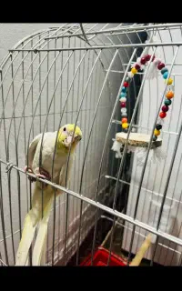 گم شده امروز ظهر عروس هلندی