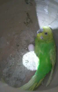 عروس هلندی گم شده. مهر شهر