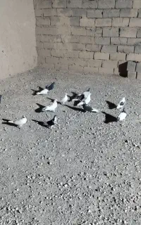 کبوتر