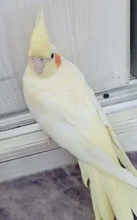عروس هلندی گمشده