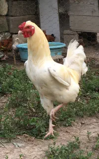جوجه