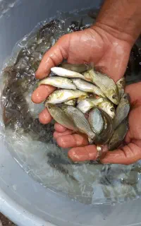 ارسال کپور