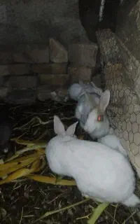 خرگوش فروشی