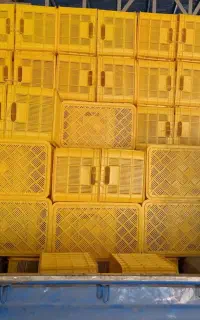 فروش سبد کشمش، سبد 20کیلویی