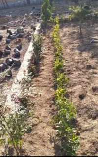 باغبانی سمپاشی تیلرزنی گلکاری هرس کاری کودهی
