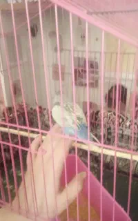 یک دانه مرغ عشق نر دستی به همراه قفس