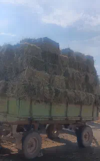 یونجه پرس