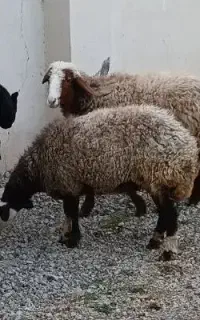 میش  بره