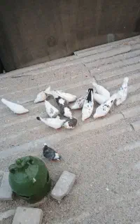 کبوتر فروشی